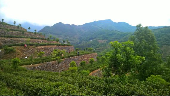 安康富硒茶引爆中國西部最牛茶專業(yè)展會(huì)(圖2)