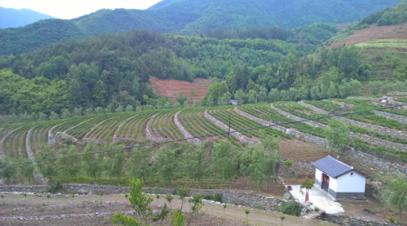 安康富硒茶引爆中國西部最牛茶專業(yè)展會(huì)(圖5)