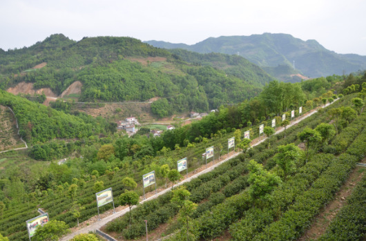 安康富硒茶引爆中國西部最牛茶專業(yè)展會(huì)(圖7)